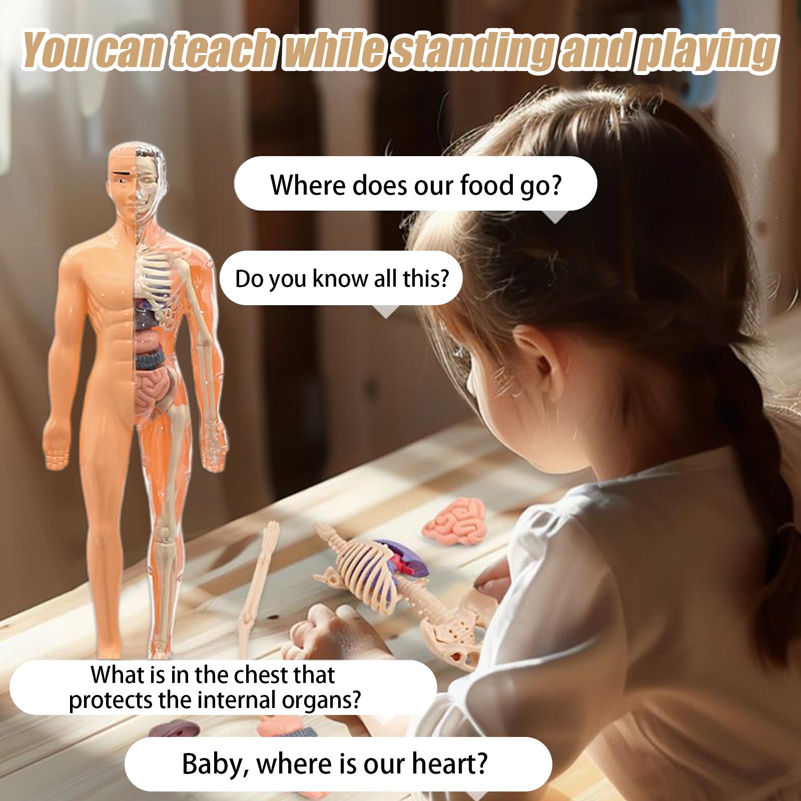 Modelo de esqueleto humano par - Kids Education Usa reseña y precio