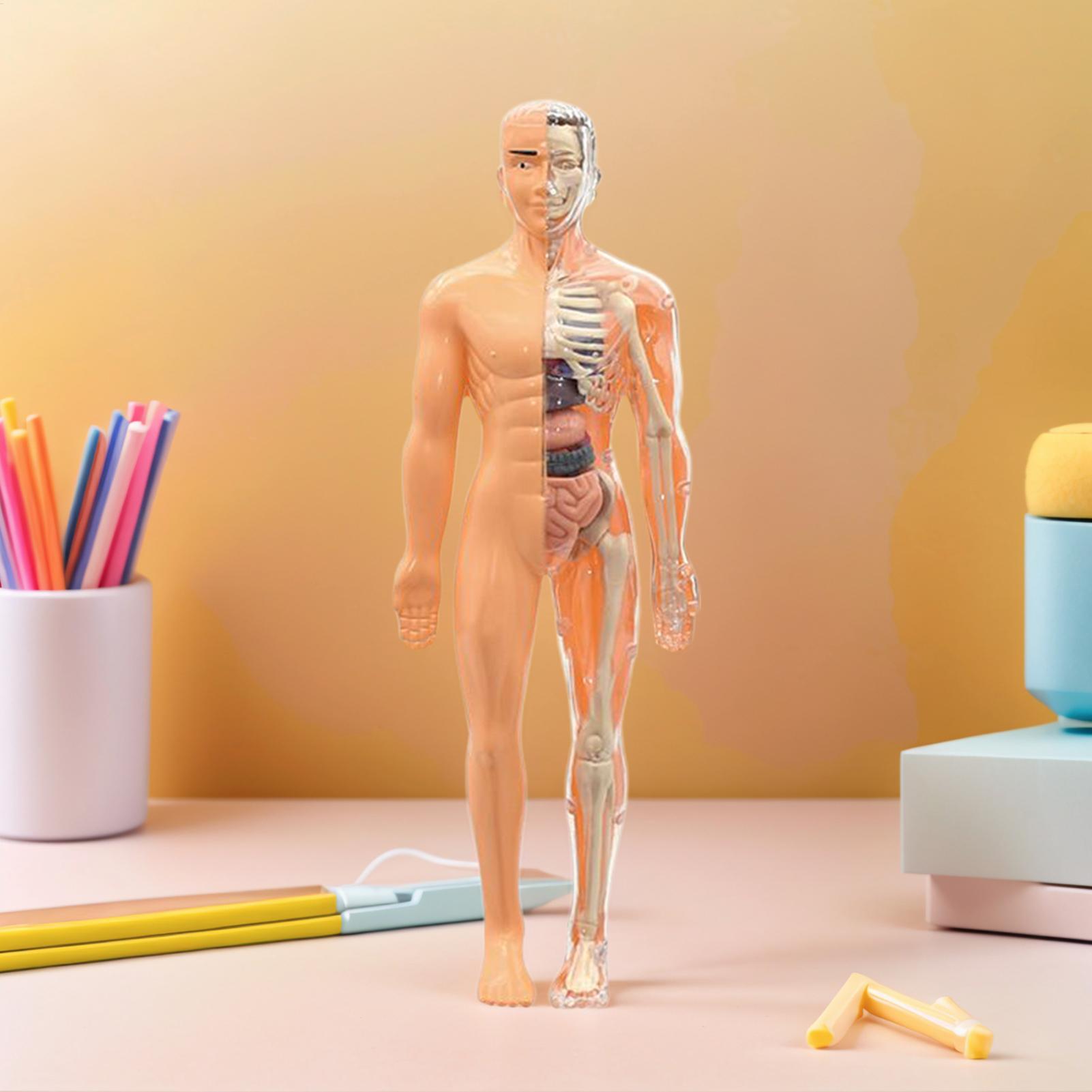Modelo de esqueleto humano par - Kids Education Usa reseña y precio