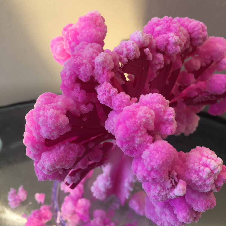Sakura-árbol mágico de crecimi - Kids Education Learn Tv reseña y precio