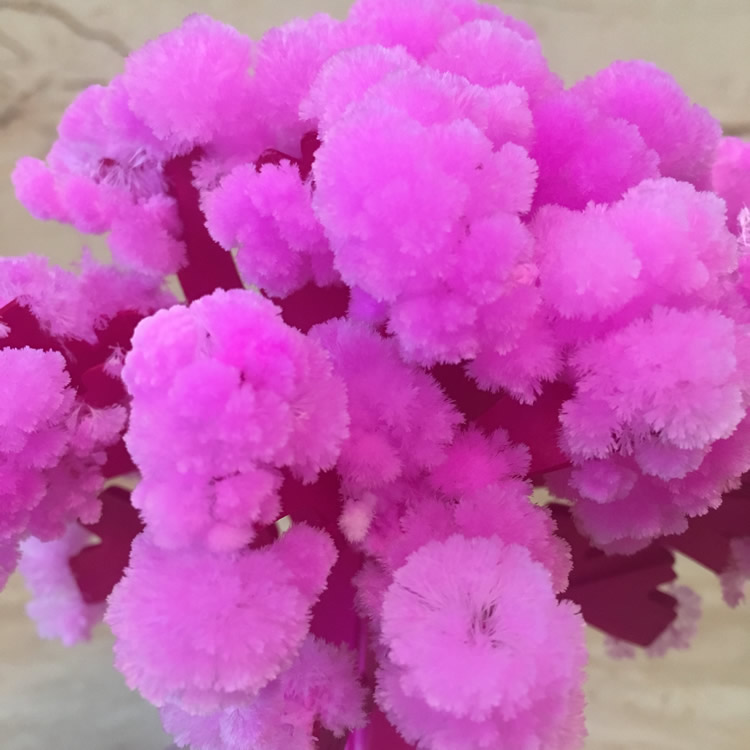 Sakura-árbol mágico de crecimi - Kids Education Learn Tv reseña y precio